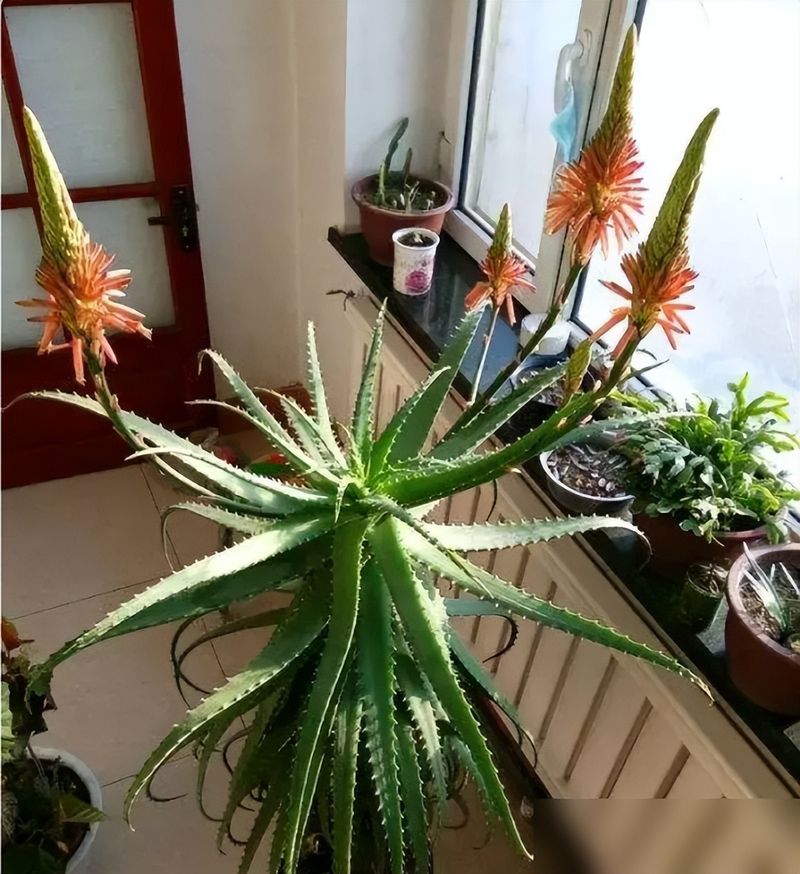 阳台盆栽葡萄的种植方法
