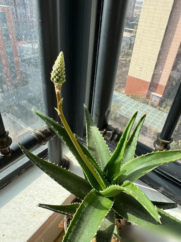 阳台盆栽葡萄的种植方法
