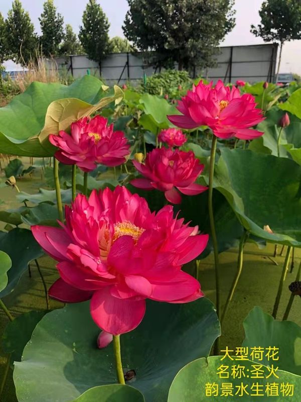 荷花怎样种植方法