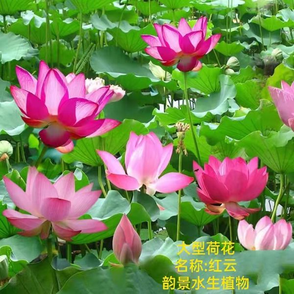 荷花怎样种植方法