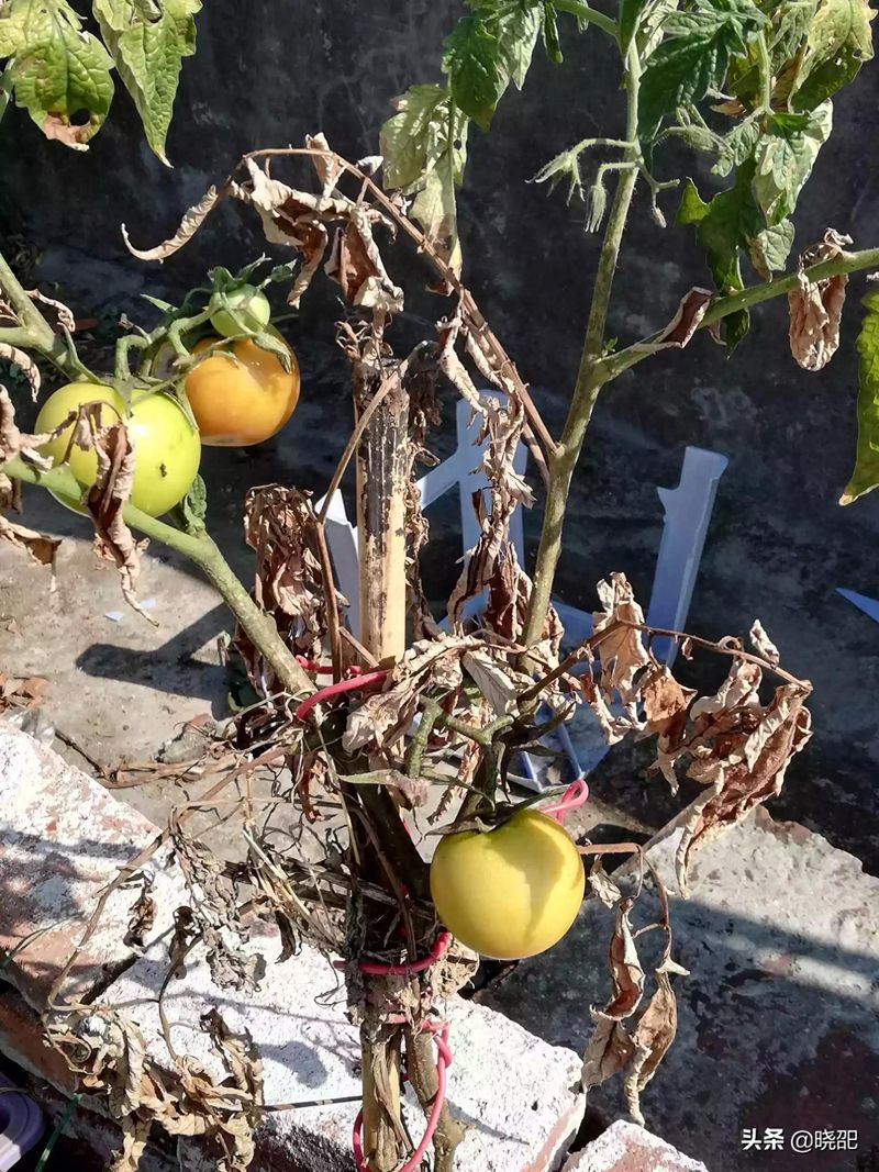 温室大棚西红柿种植技术