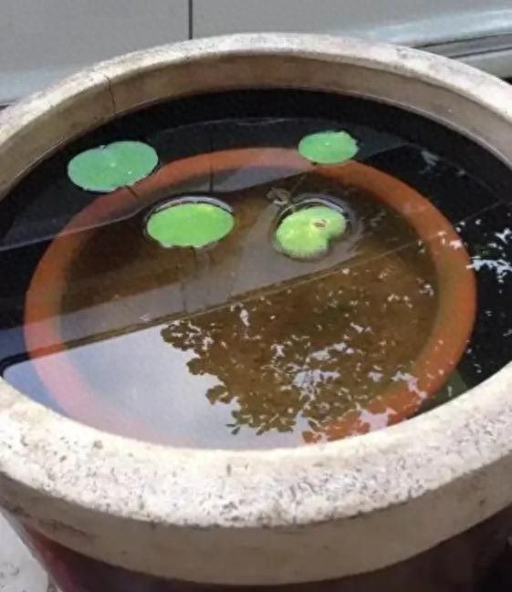 荷花怎样种植方法