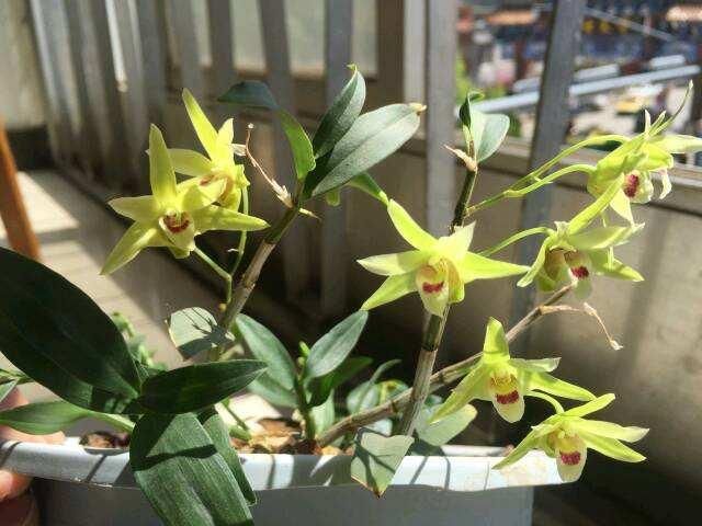 盆栽铁皮石斛家庭种植方法如下
