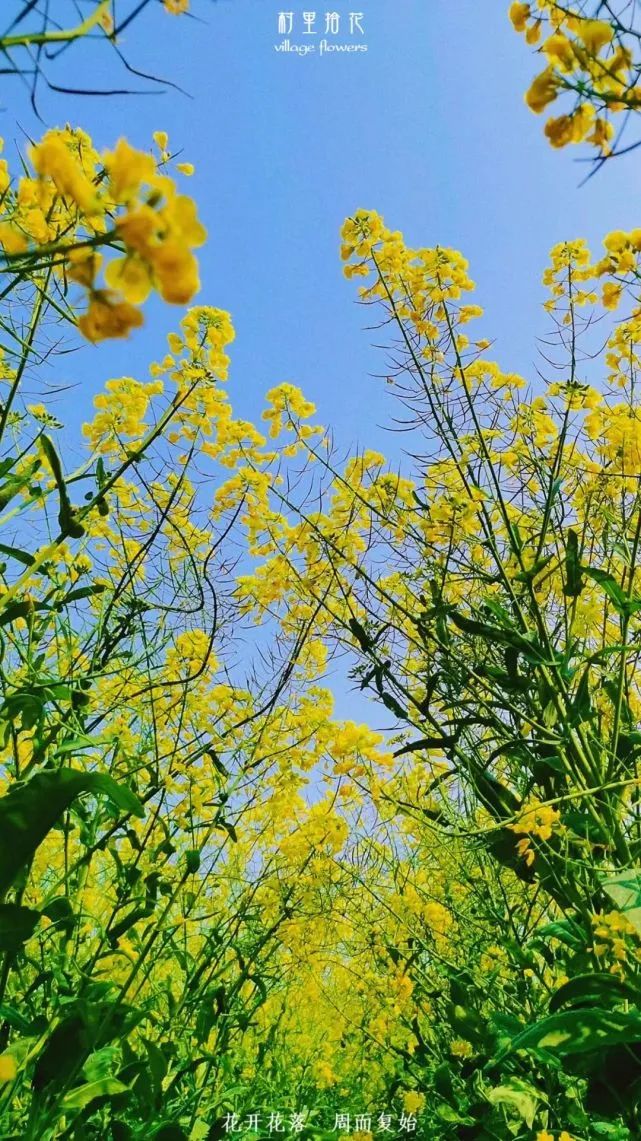 油菜心种植技术和管理