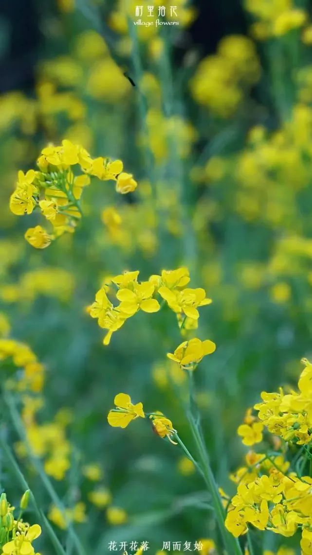 油菜心种植技术和管理