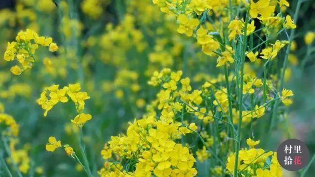 油菜心种植技术和管理