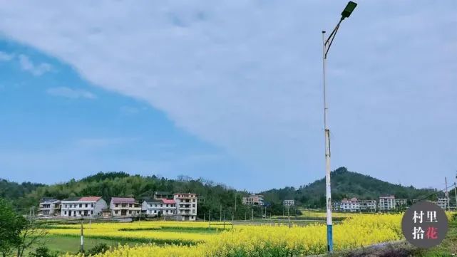 油菜心种植技术和管理
