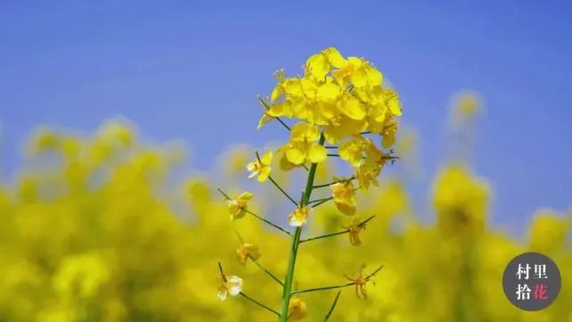油菜心种植技术和管理