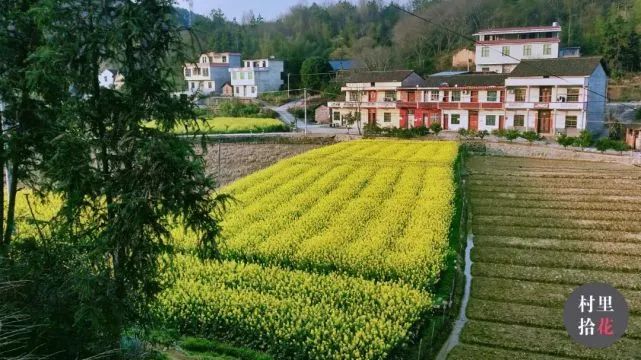 油菜心种植技术和管理