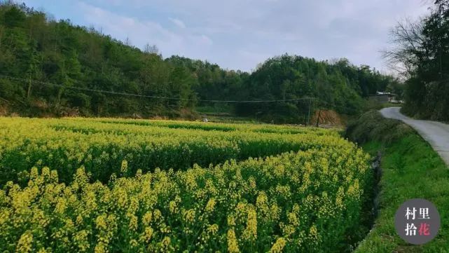 油菜心种植技术和管理
