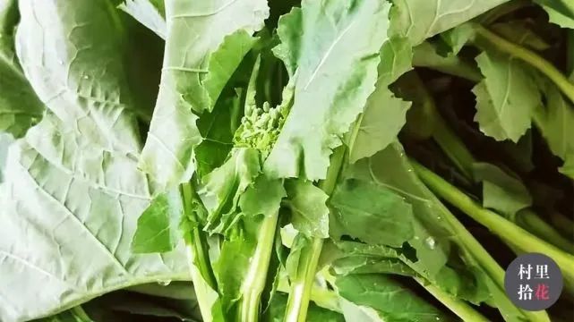 油菜心种植技术和管理