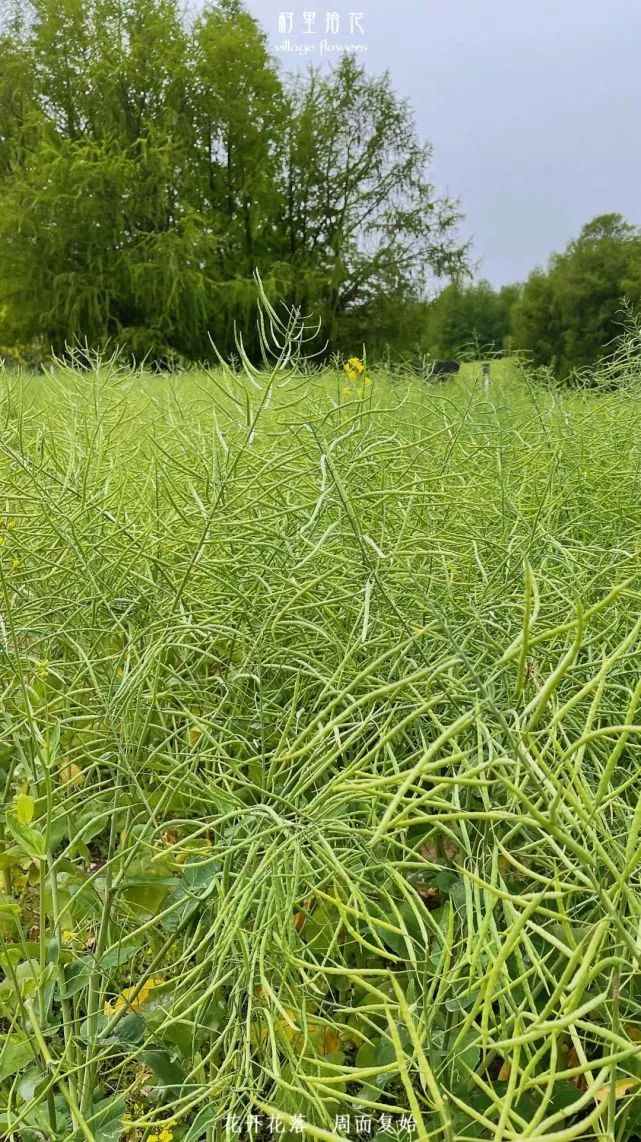 油菜心种植技术和管理