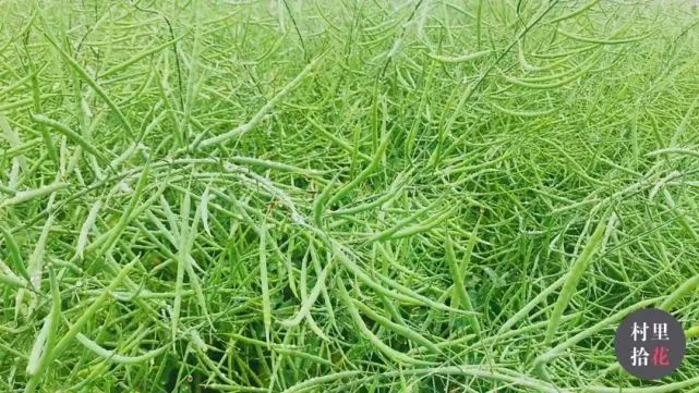 油菜心种植技术和管理