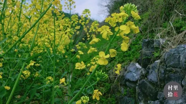 油菜心种植技术和管理
