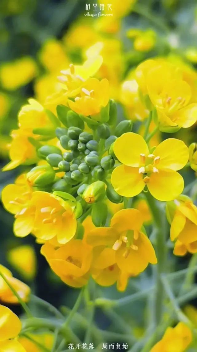 油菜心种植技术和管理