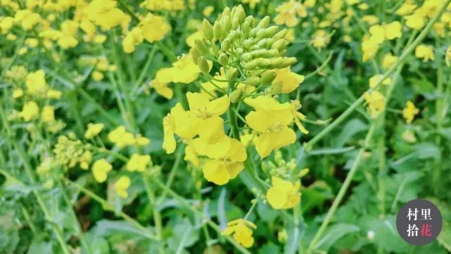 油菜心种植技术和管理