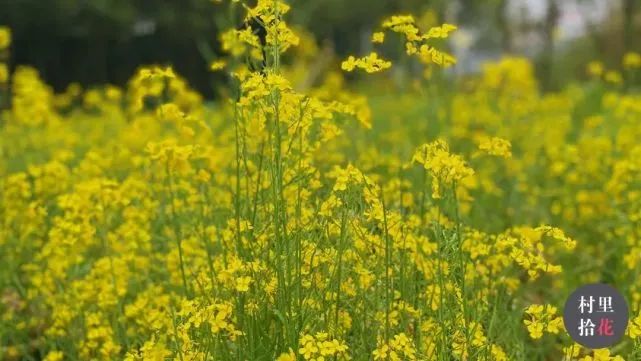 油菜心种植技术和管理