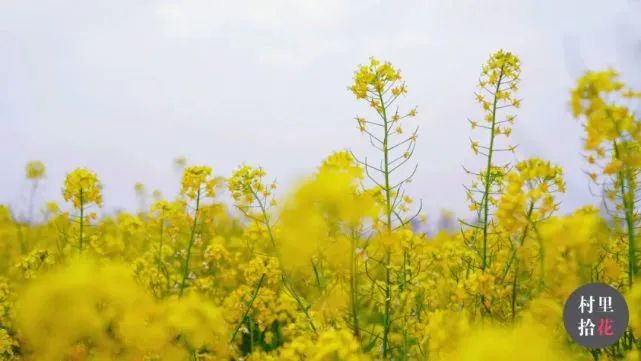 油菜心种植技术和管理