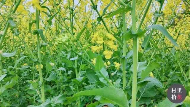 油菜心种植技术和管理