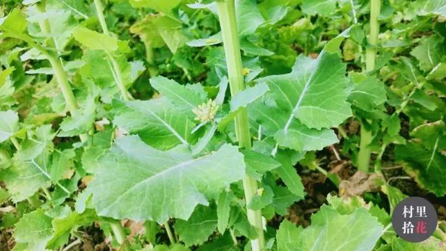 油菜心种植技术和管理