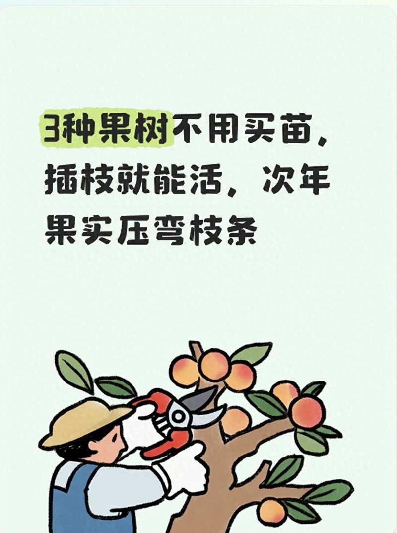 3种果树不用买苗,插枝就能活,次年果实压弯枝条
