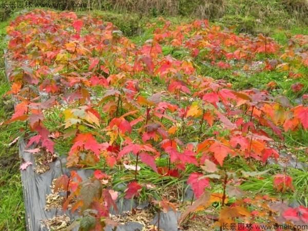 种子盆栽种植方法图片