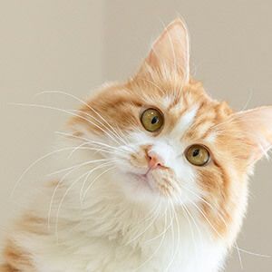 最简单有效的泔水猪肉辨别方法