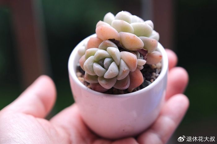 多肉的种植方法