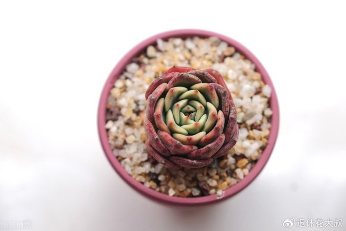 多肉的种植方法