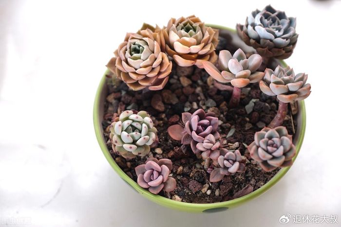 多肉的种植方法