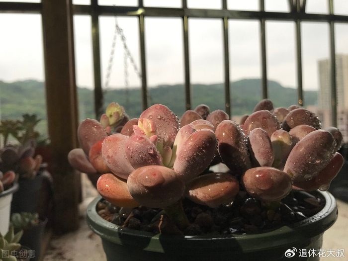多肉的种植方法