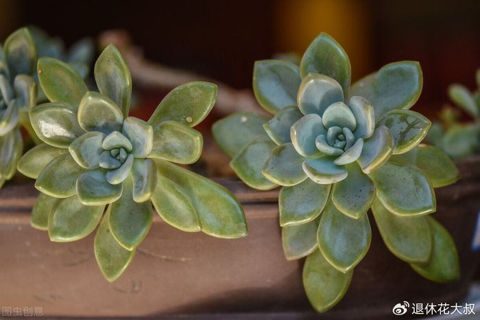 多肉的种植方法