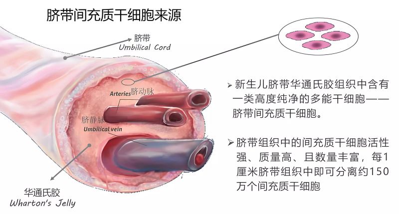 储存脐带血多少钱