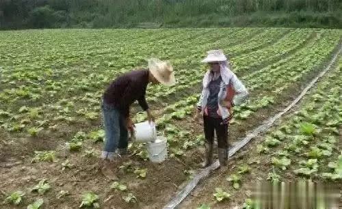 必看！新手小白如何快速上手种植蔬菜，实现蔬菜自由？