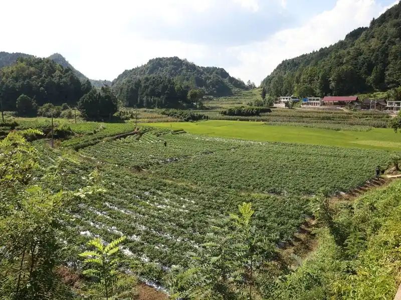 朝天椒种植方法