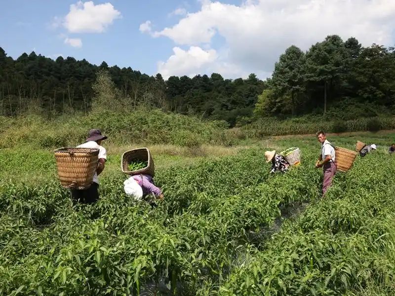 朝天椒种植方法