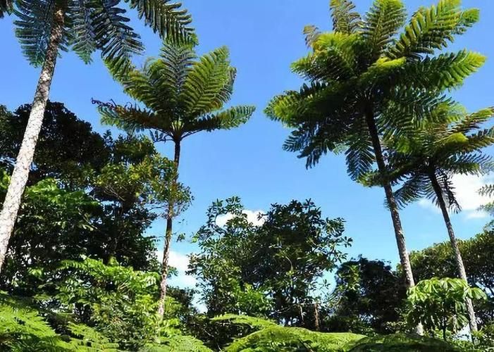 桫椤果种植技术