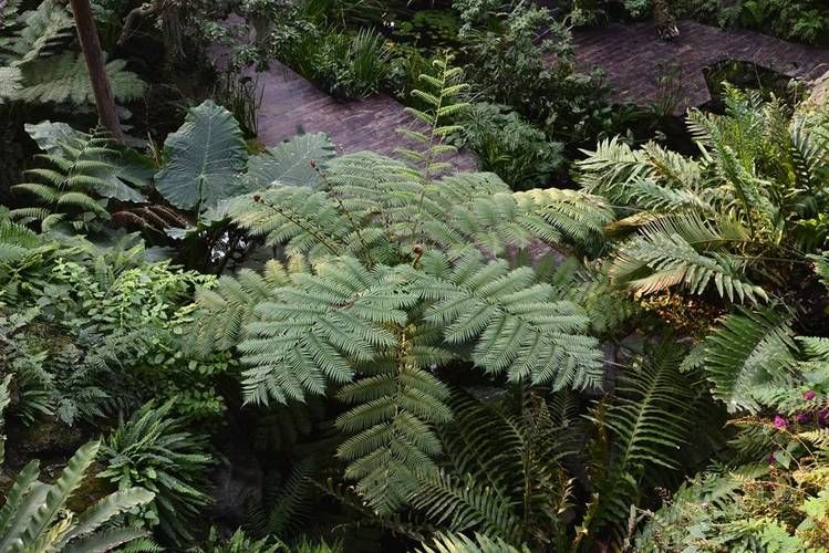 桫椤果种植技术