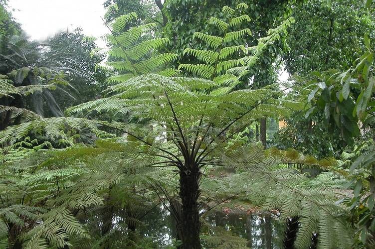 桫椤果种植技术