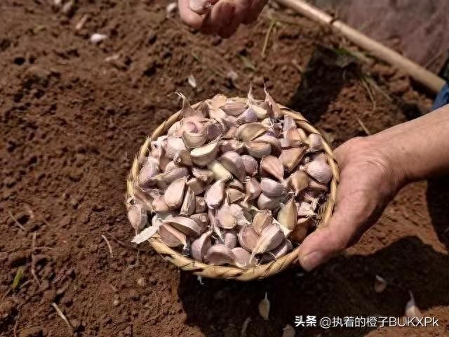 大蒜的高产种植技术