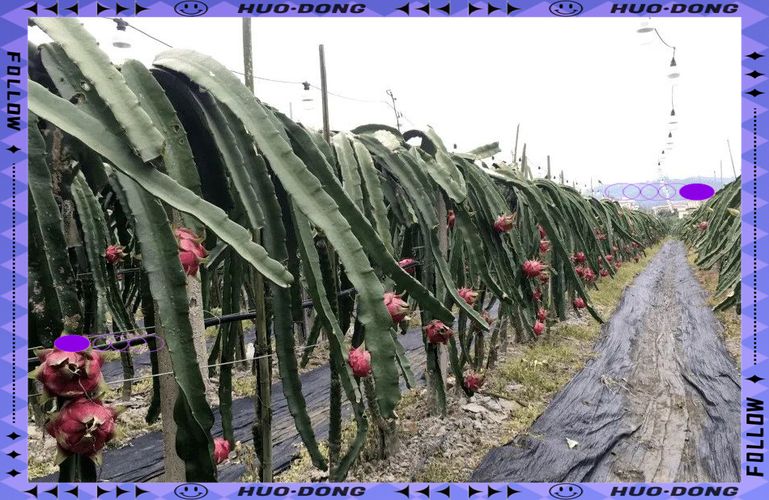 红心火龙果的种植方法