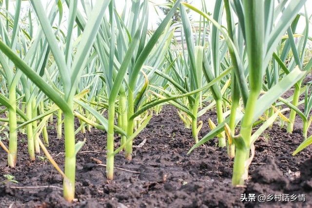 大蒜的高产种植技术