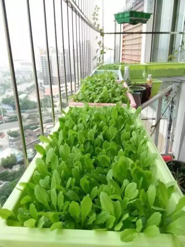 阳台种植蔬菜图片欣赏