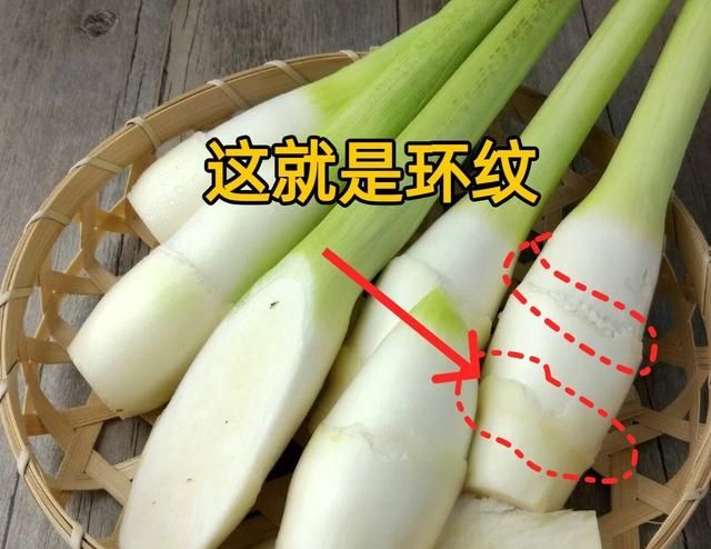 北方茭白种植技术