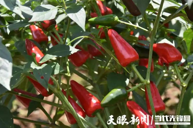 朝天椒种植方法