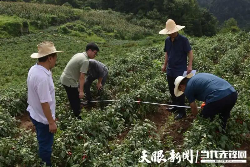 朝天椒种植方法