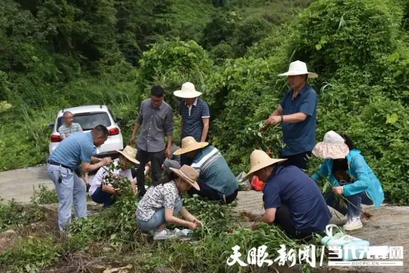 朝天椒种植方法