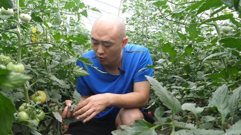 大蒜的高产种植技术