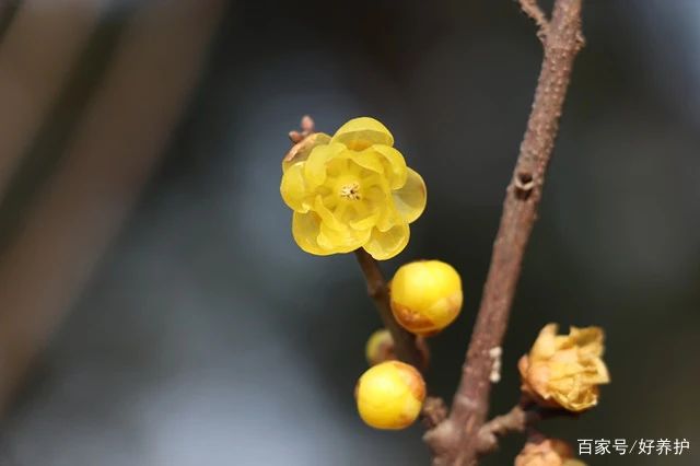腊梅苗怎么种植方法