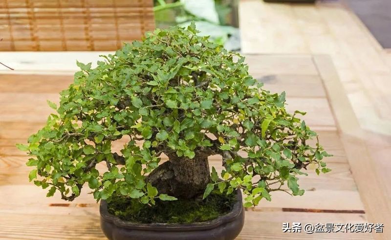 朴树种子的种植方法